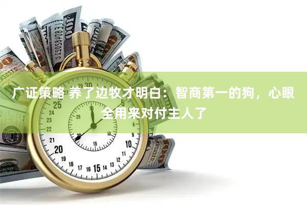 广证策略 养了边牧才明白：智商第一的狗，心眼全用来对付主人了
